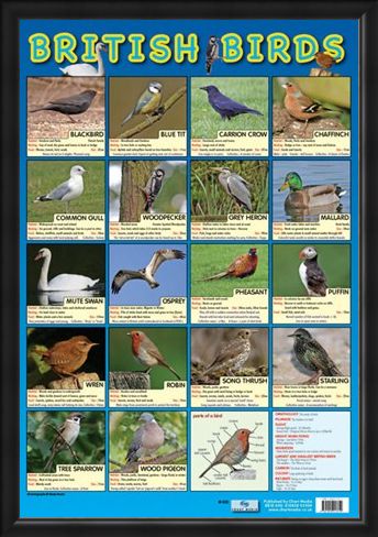 Framed Framed British Birds - Native British Birds